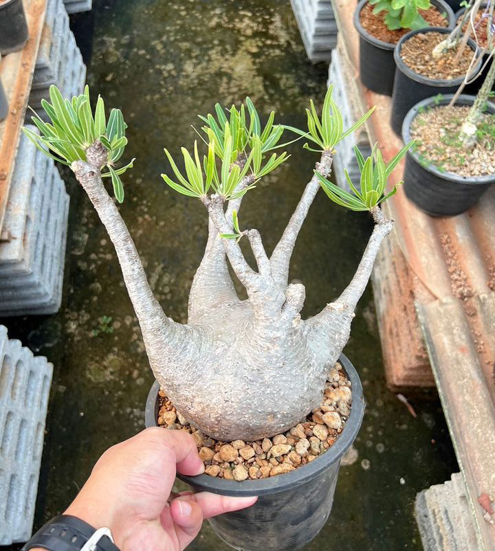 Pachypodium Gracilius For Sale - Quality Caudex Plants