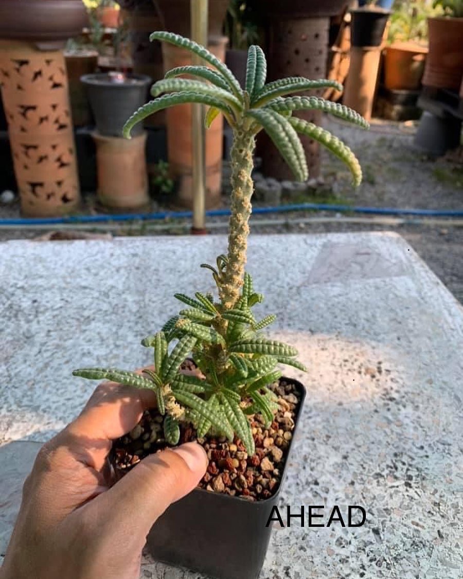 Dorstenia gigas for sale|Buy Seedlings Today