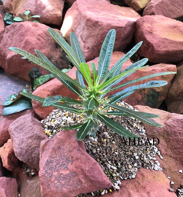 2215】 珍奇植物 Pachypodium ambongense パキポディウム