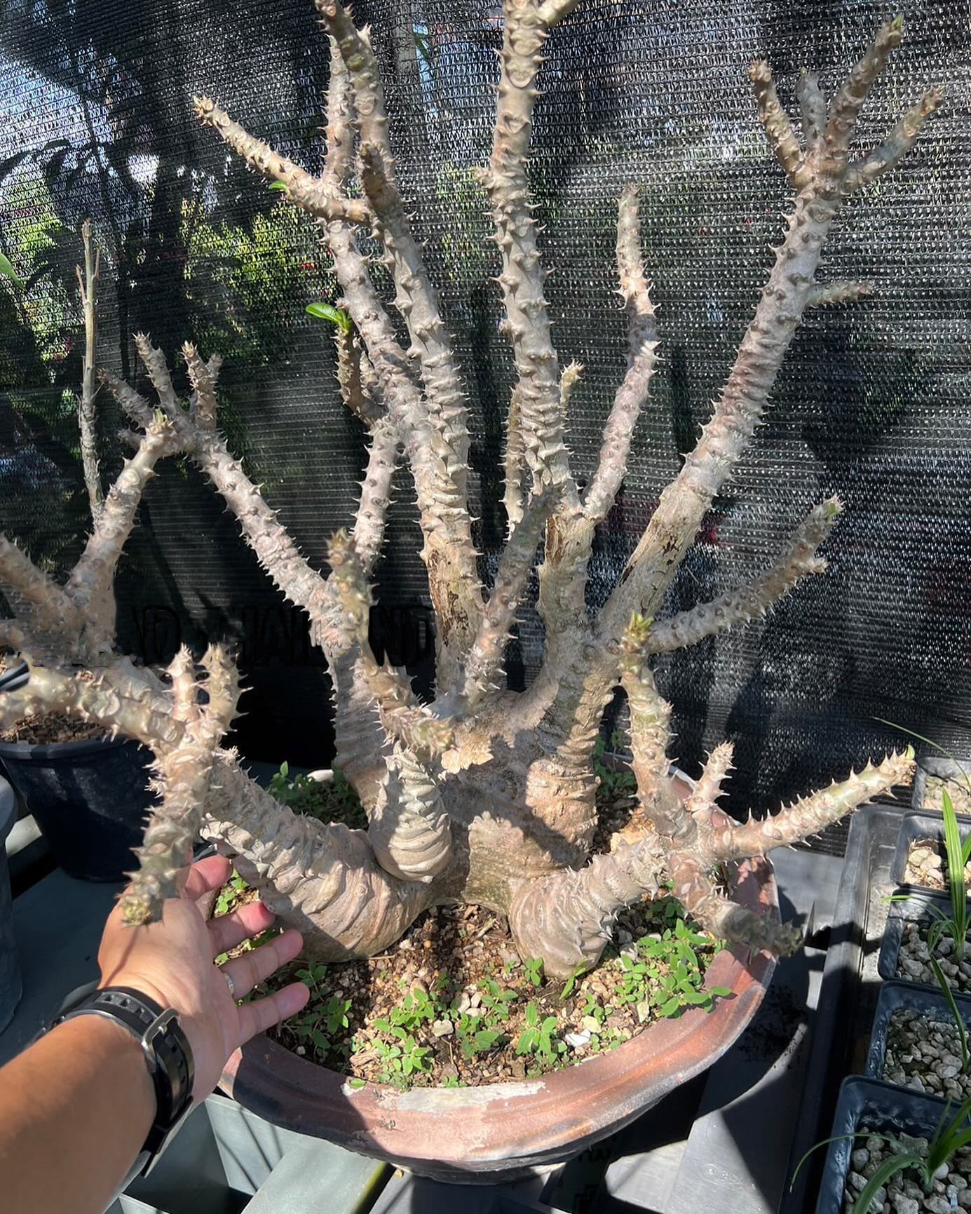 2-4 Pachypodium baronii var. windsorii 2株セット